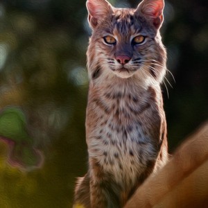 Bob Cat