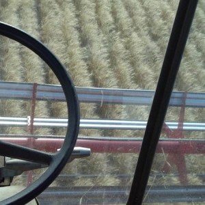 Cutting Wheat