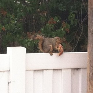 This little guy was going to town on a piece of pizza h took out of the tra