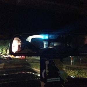 The Fuzz'