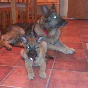 Foster home for the senior. Suprise puppy 3 weeks after we got her. Keeping