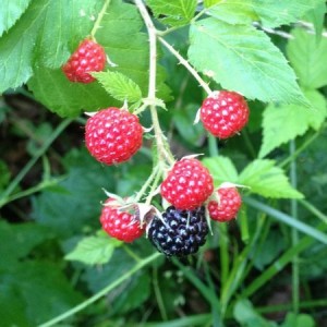 Wild raspberries!