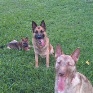 Waiting patiently for the ball to be thrown