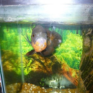Bettie "Angry Bettos" the Oscar Fish