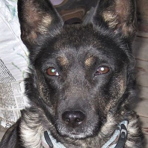 Tahltan Bear Dogs