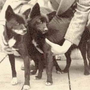 Tahltan Bear Dogs