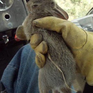 Rabbit I caught