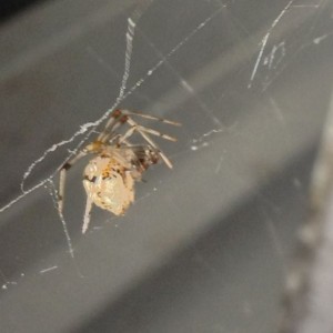 This little bastard was sitting above my head in the window