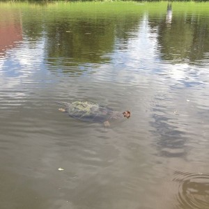 Snapping turtle in our pond