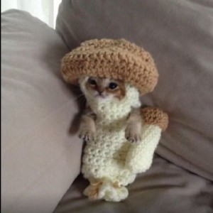 kitty1