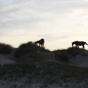 Wild Horses Carova Beach
