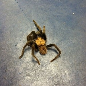 Found on the flight line. Approx 5in long.