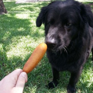 My pup's first corndog...he's unsure about it.
