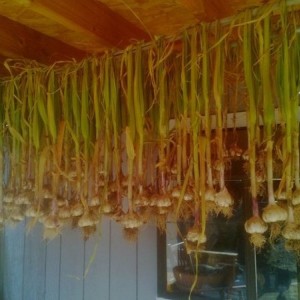 This years garlic harvest!