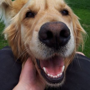 This sweetheart makes it impossible to do yard work.