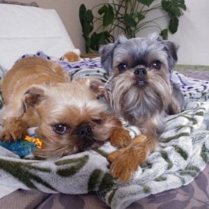My little shits