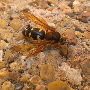 Size comparison w/ a house fly.