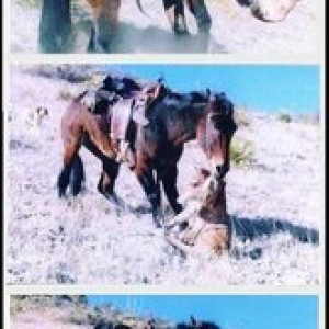 funny-Mountain-Lion-dogs-guard-mule