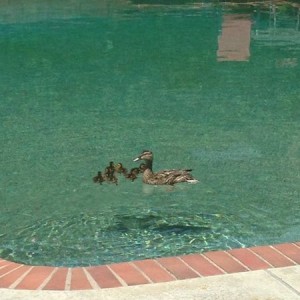 ducks1