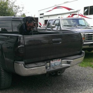 tinted tail lights