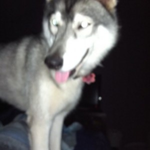 Someone figured out she can get on the bed...this is what woke me at 3am...