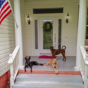 Dogs on the Porch