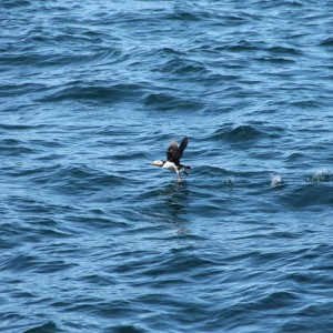 IMG_32634