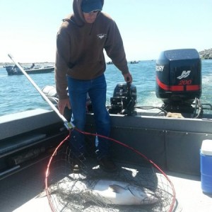 Rogue river salmon. It's what's for dinner.