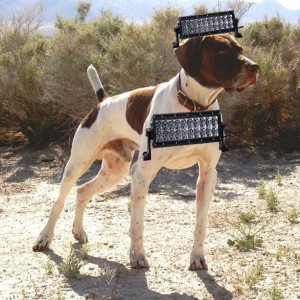 Dog lights