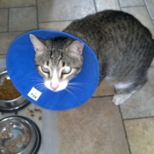 Cone of Shame for losing a fight