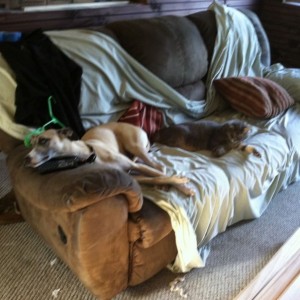 The pets, Cat and Shadow, are unconcerned!