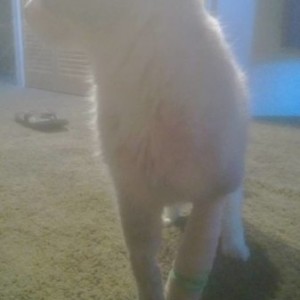 kitty2