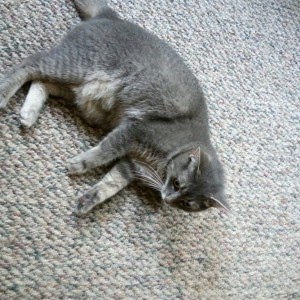 Dude. Give my cat back! Lol