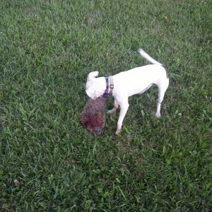 Good boy Ruger!