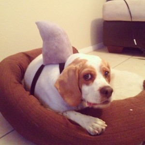 Shark week has begun!