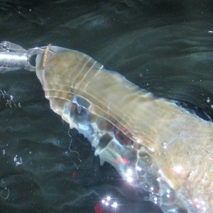 I caught this 40" monster Snook