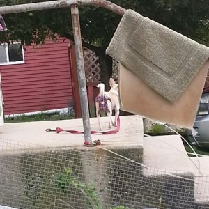 Neighbors yap dog. Too cheap to spay it so she puts doggy diapers on it whe