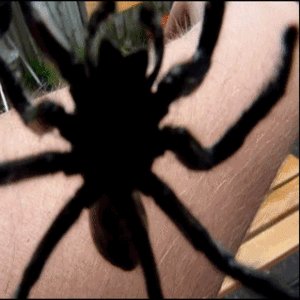 spider