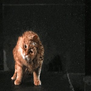 Meowww!!