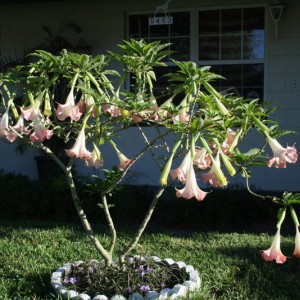 the_bush