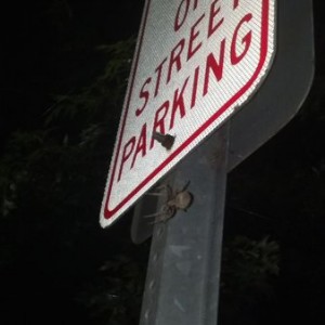 Huge spider