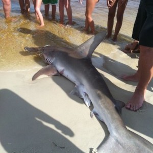Florida Fish and Wildlife collected him to see what happened.