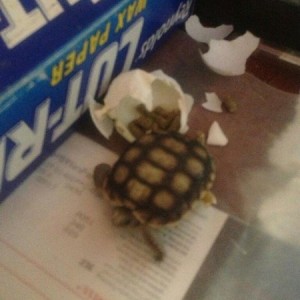 Baby tortoises starting to hatch. 4 more to go. Ten total.