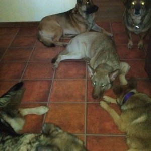My wolf pack