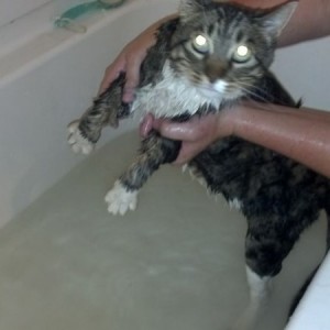 Kitty bath time!