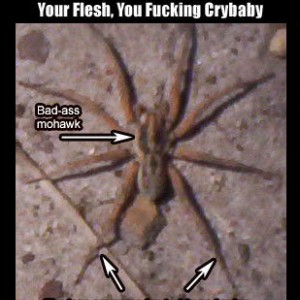 brownrecluse1