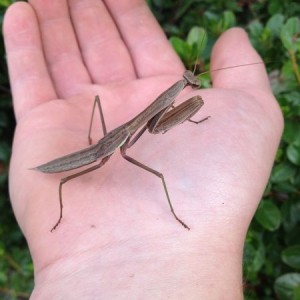 My new pet