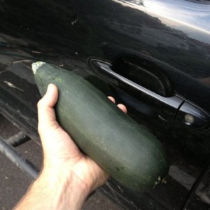 Not too bad for my first shot at growing zucchini! :cool: