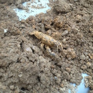 Dirt lobster :eek: