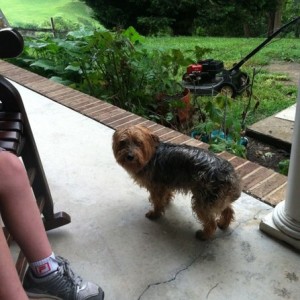 Looks kinda like a wet long haired rat.
